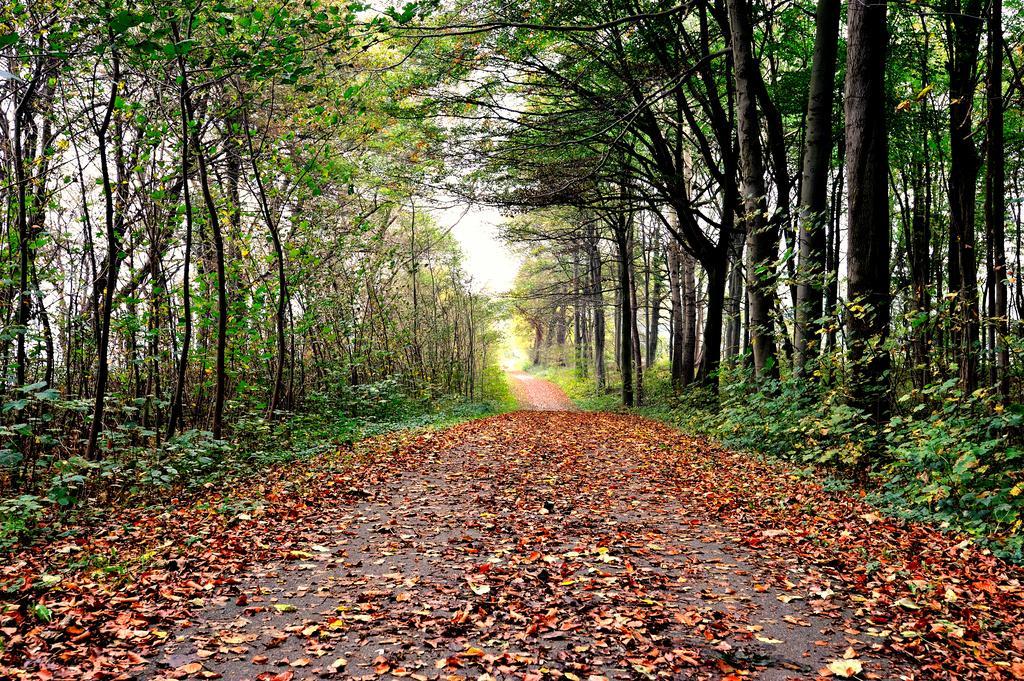 Schlossgut Groß Schwansee Екстериор снимка A forest in the autumn